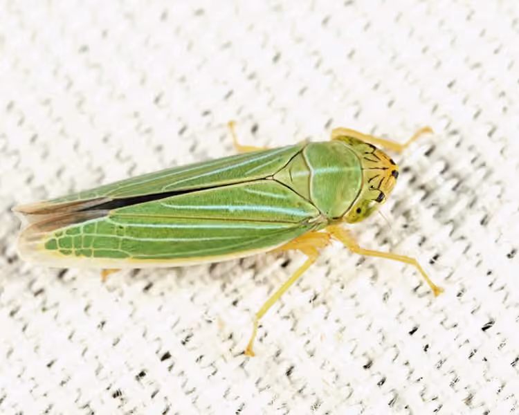 Black-ledged Sharpshooter, Adulte