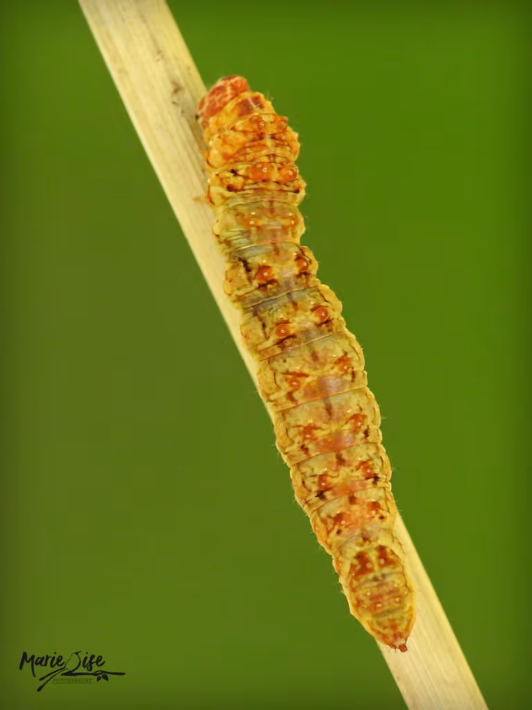 Two-lined Hooktip, Caterpillar