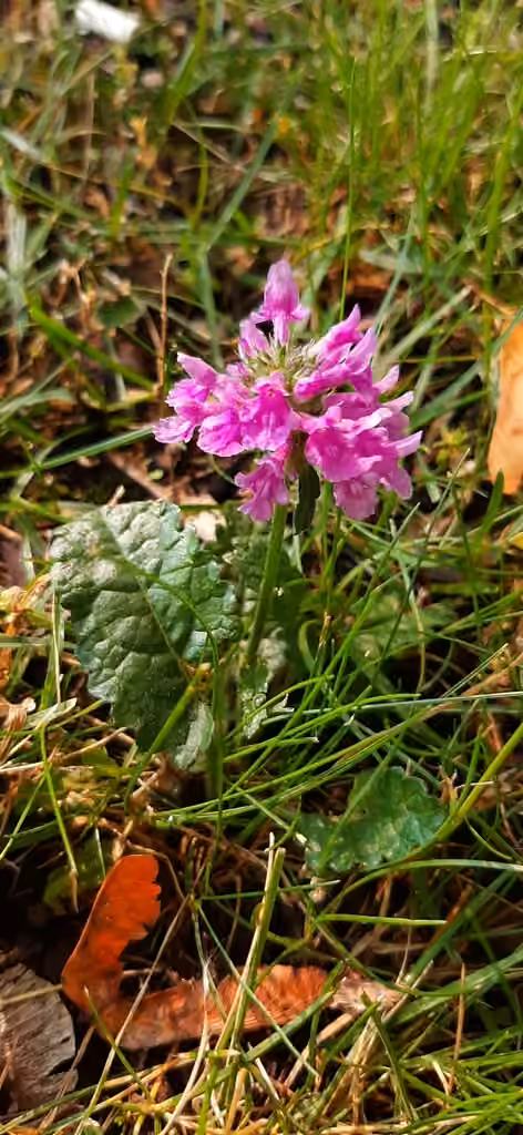 Épiaire officinale, En fleurs