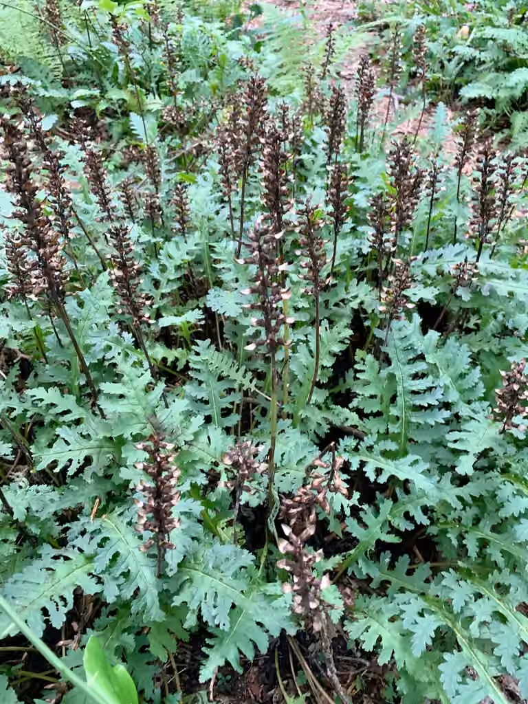 Canadian lousewort, In fruit