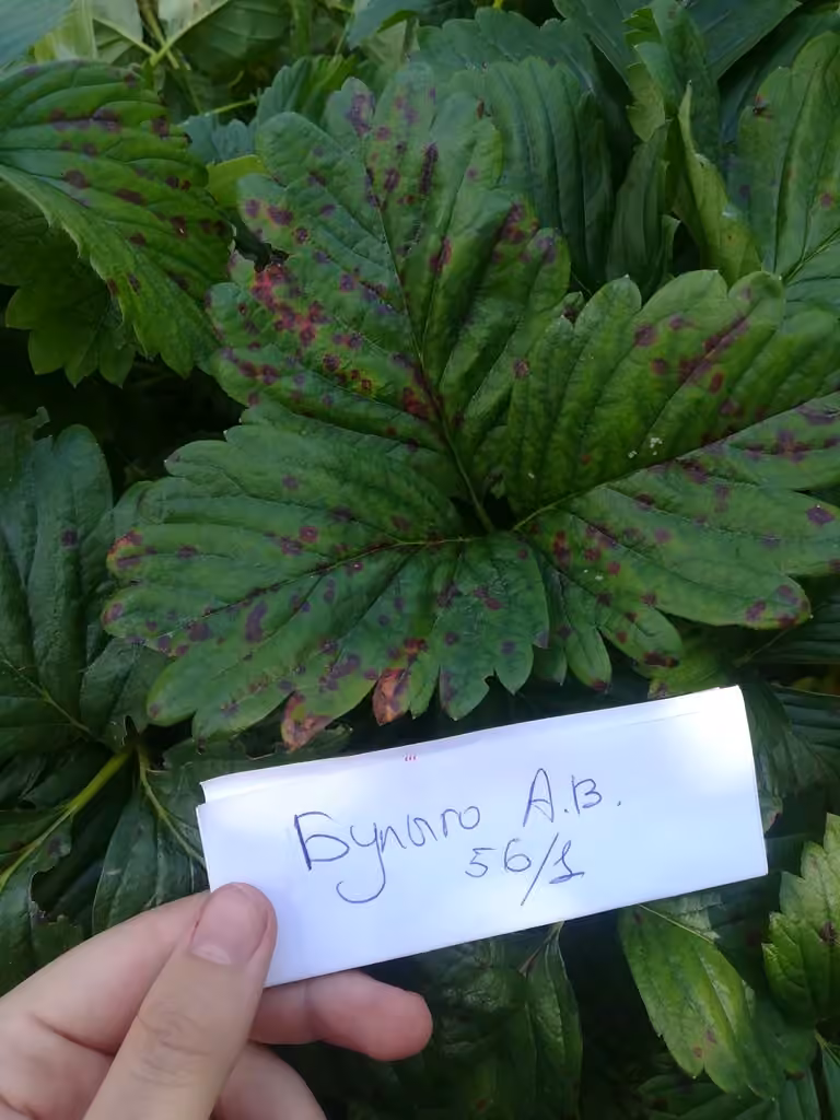 Common Strawberry Spot, photo 3 sur 5