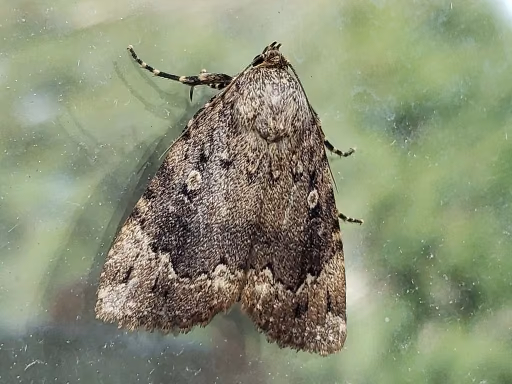 Noctuelle cuivrée, photo 1 sur 5