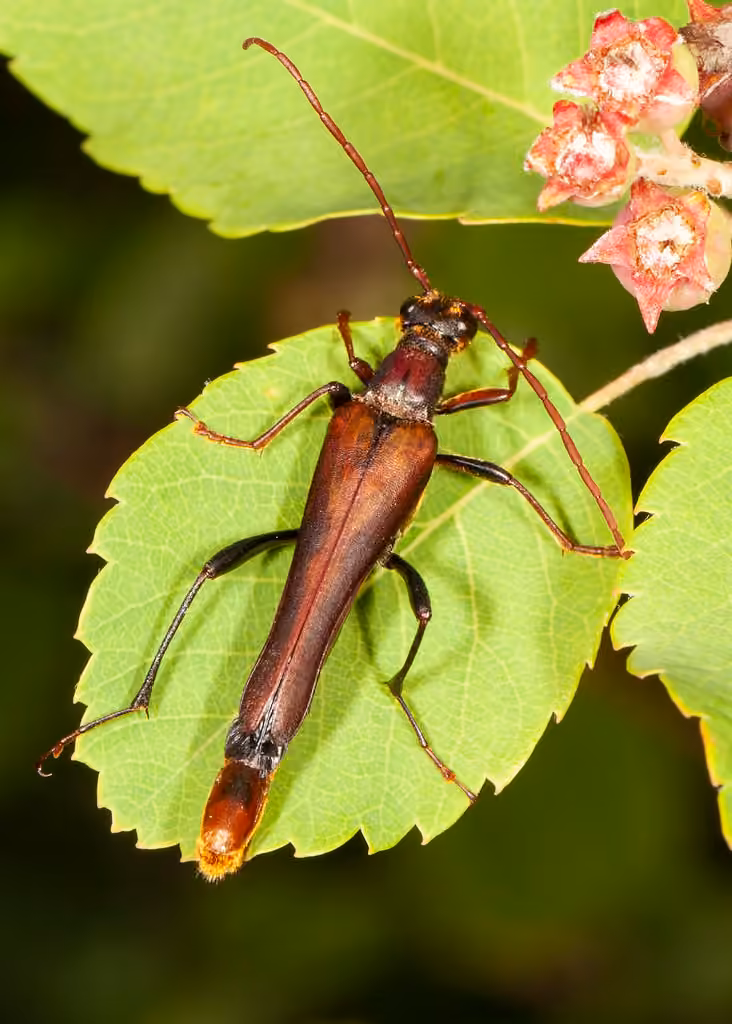 Longicorne scalaire, photo 1 sur 5