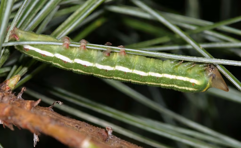 Northern Pine Sphinx, photo 3 of 5