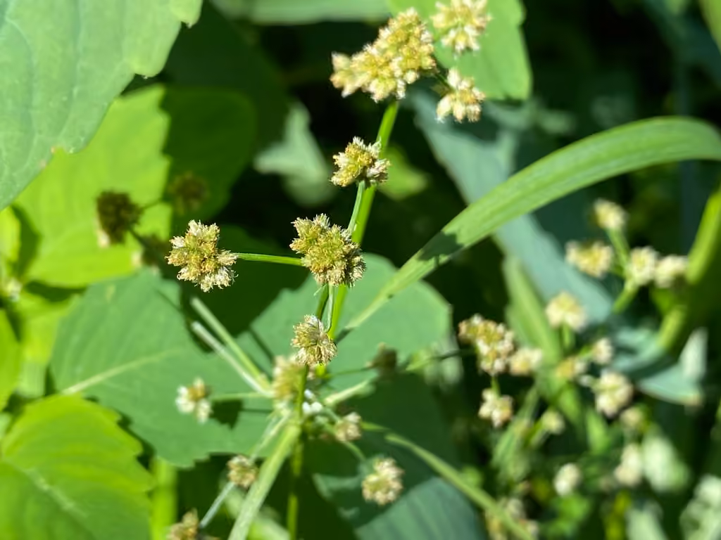 Scirpe de Hattori, En fleurs
