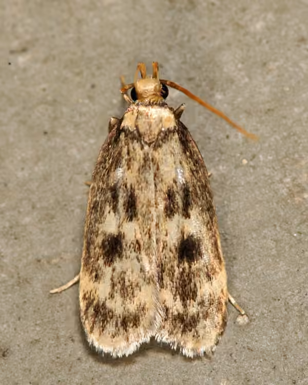 Square-spotted Martyringa Moth, photo 2 of 5