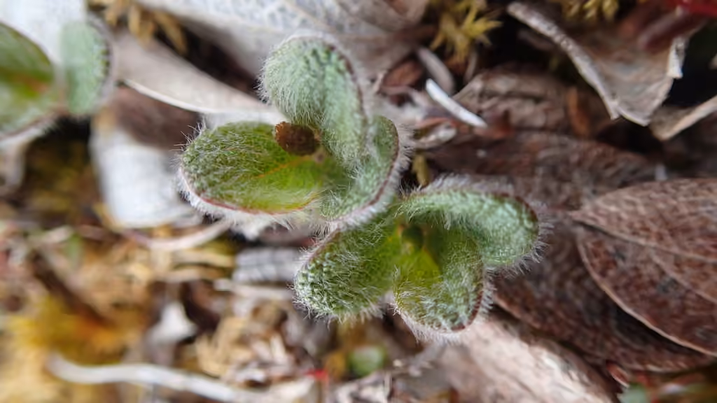 Saule réticulé, En boutons