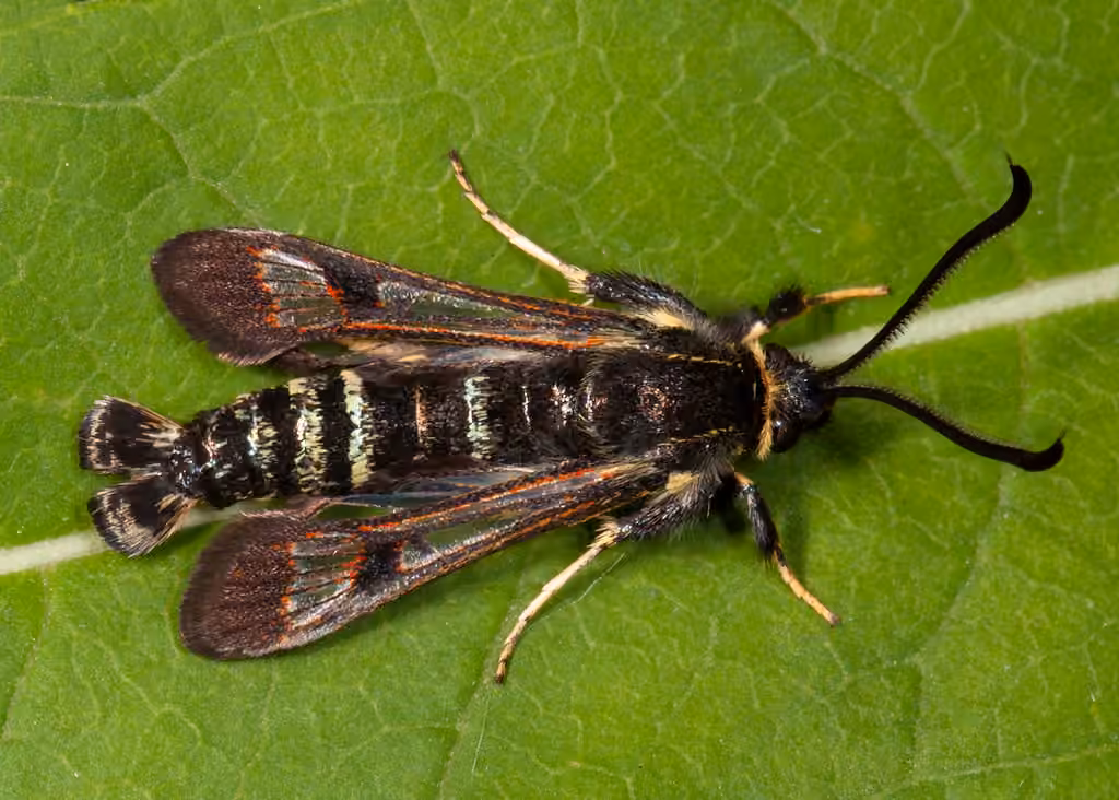 Fireweed Clearwing Moth, Male
