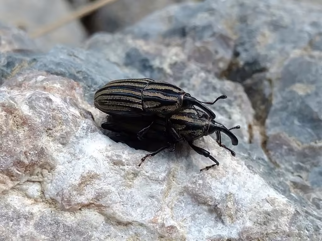Sedge Billbug Weevil