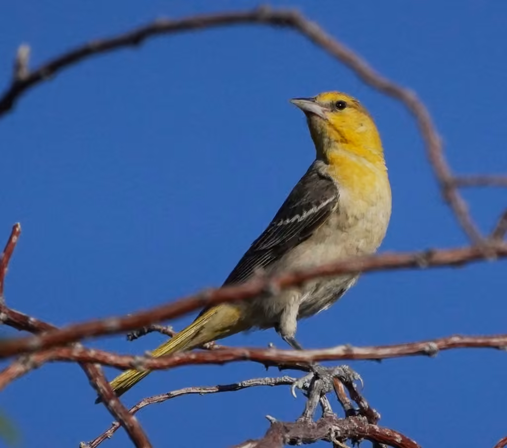 Oriole de Bullock, Femelle