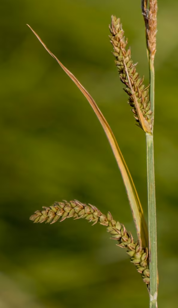 Hayden's sedge, In fruit