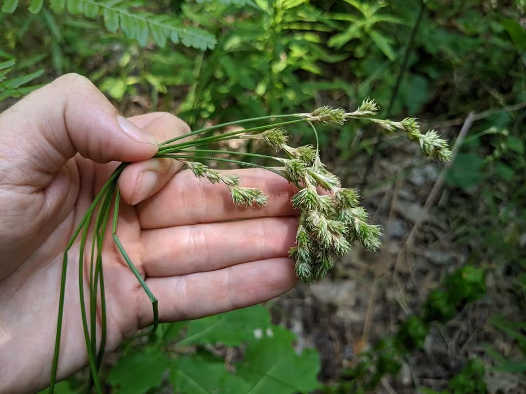 Carex argenté, photo 2 sur 5
