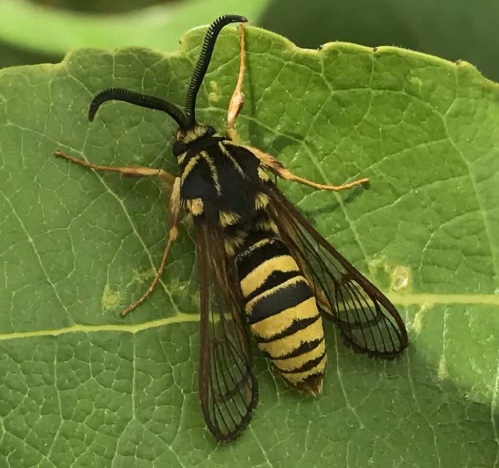American Hornet Moth, photo 1 of 5