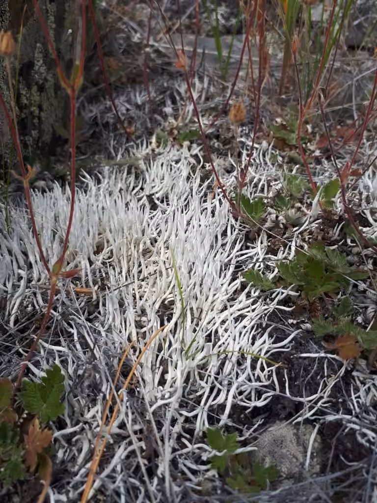 Thamnolie vermiculaire, photo 2 sur 5