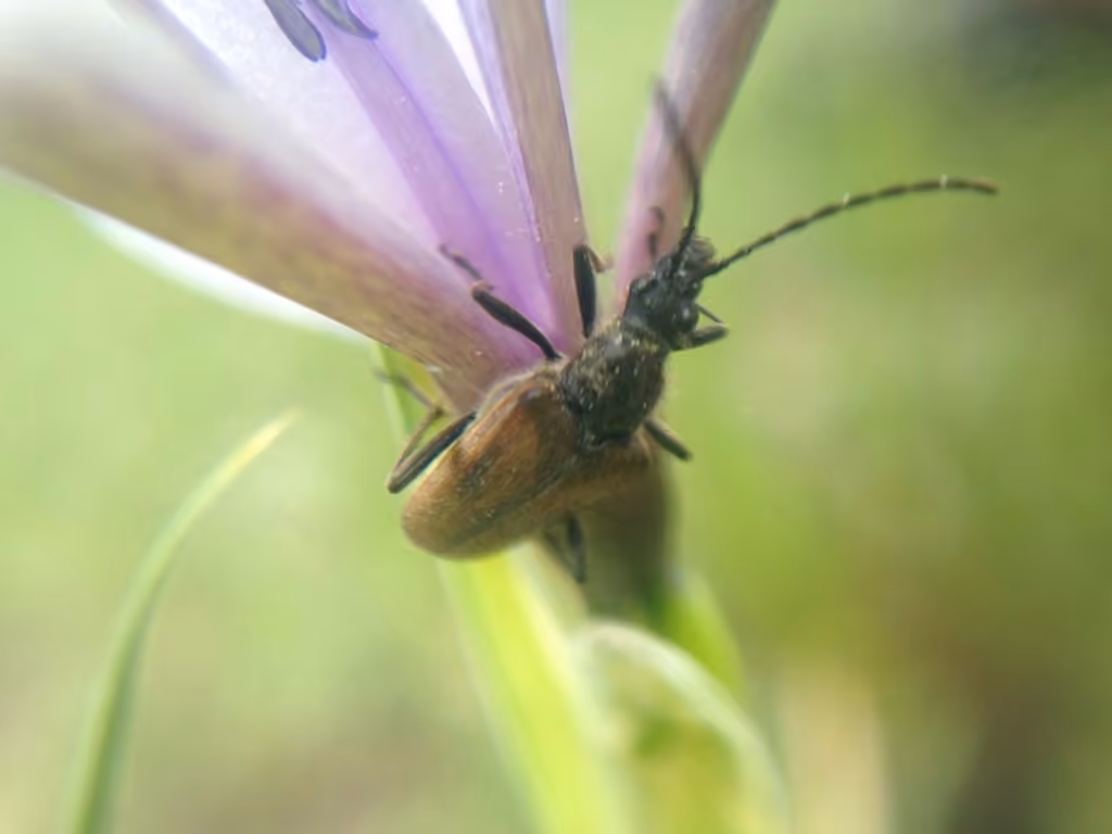Acméops des prés, photo 3 sur 5