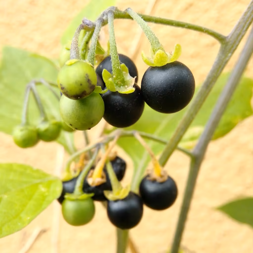 Morelle noire
