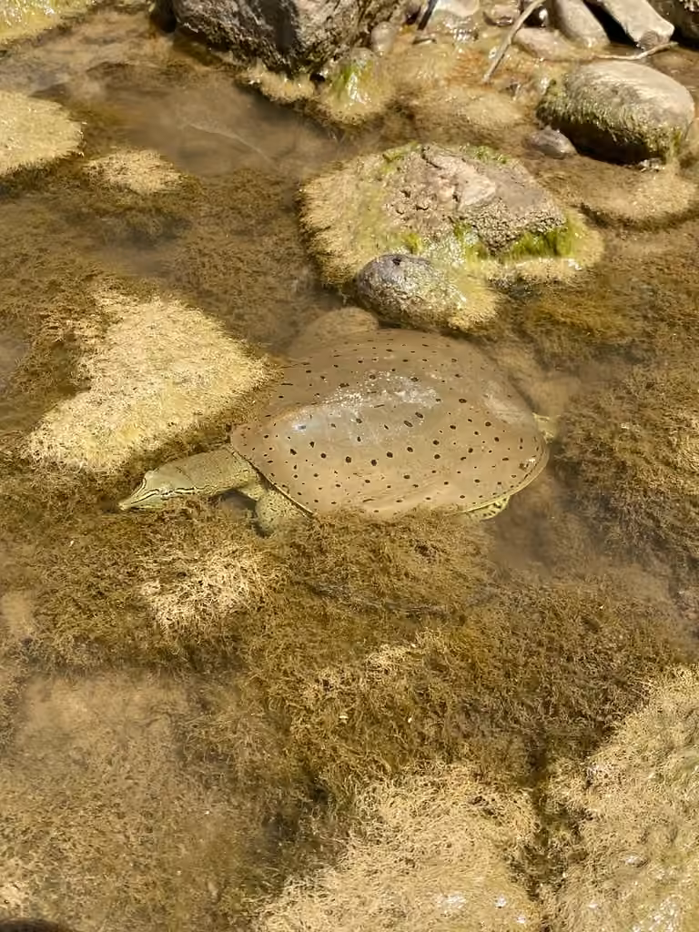 Tortue-molle à épines, Juvénile