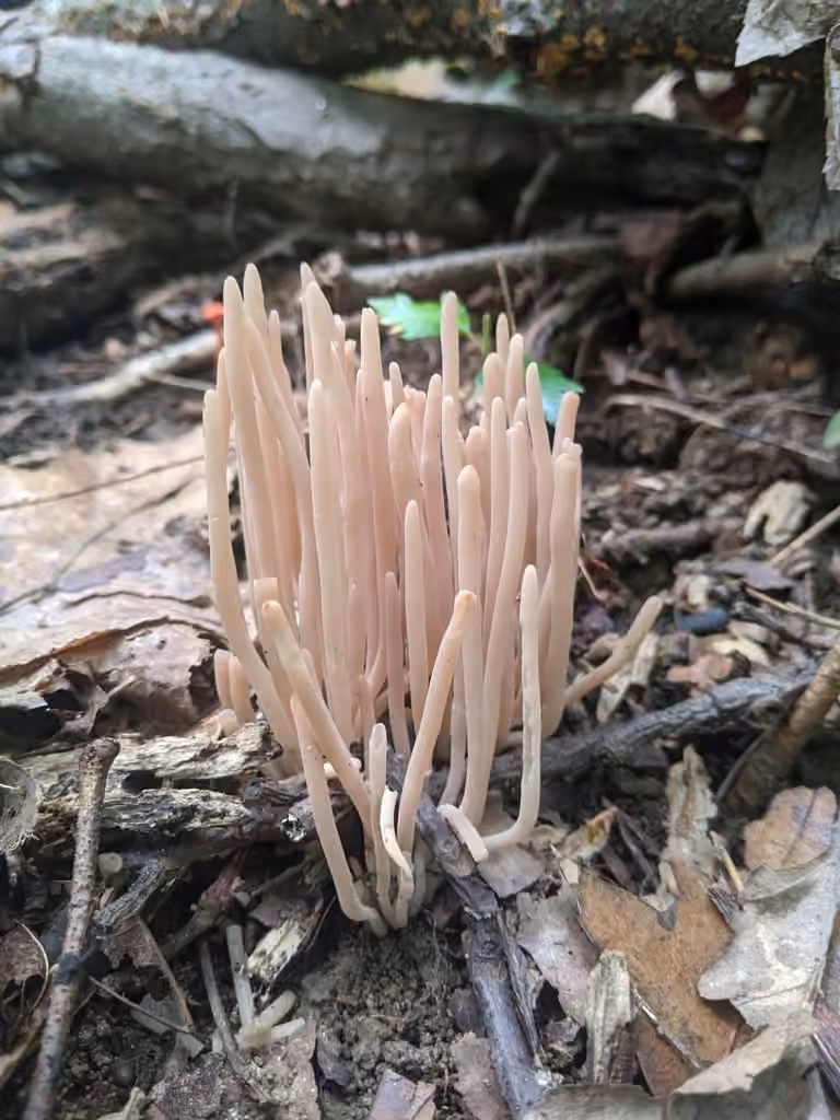 Smoky Spindles, photo 2 of 5