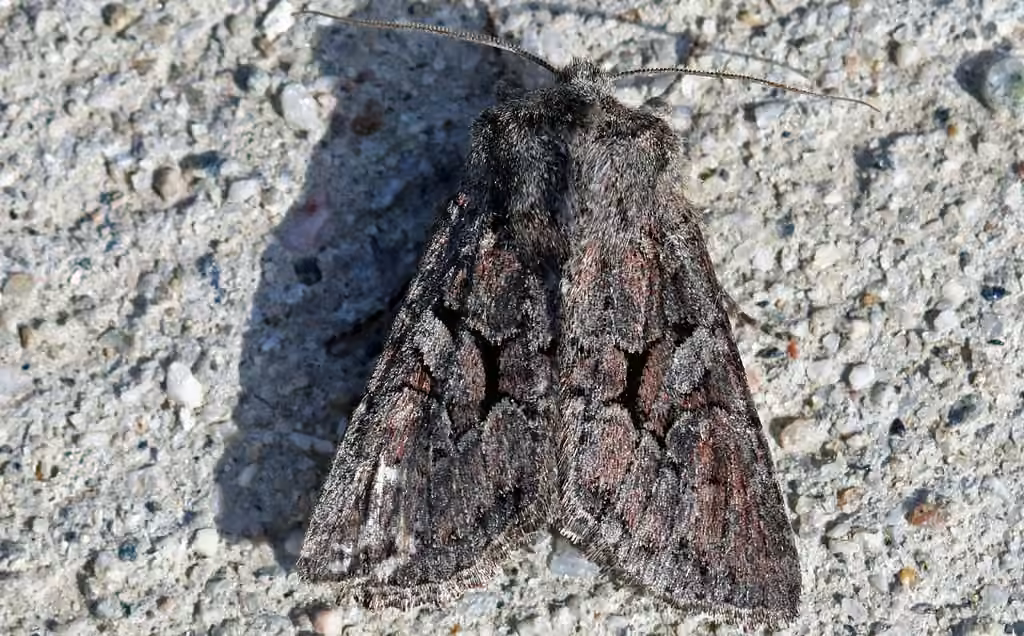 Separated Quaker, Adulte