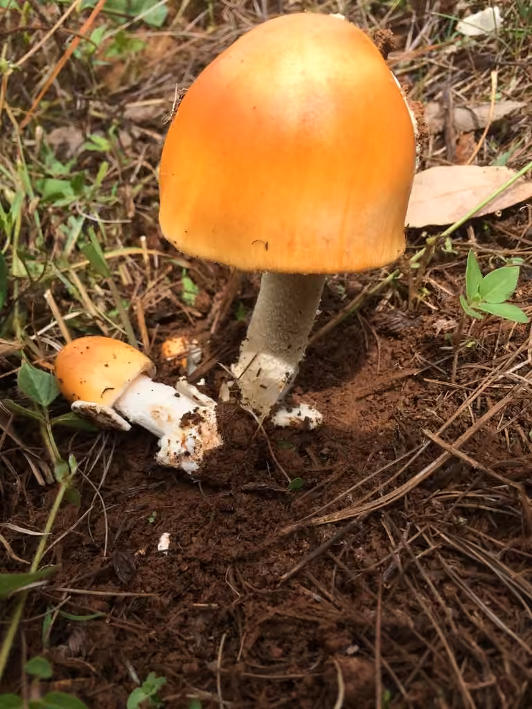 Orange Grisette, photo 3 of 5