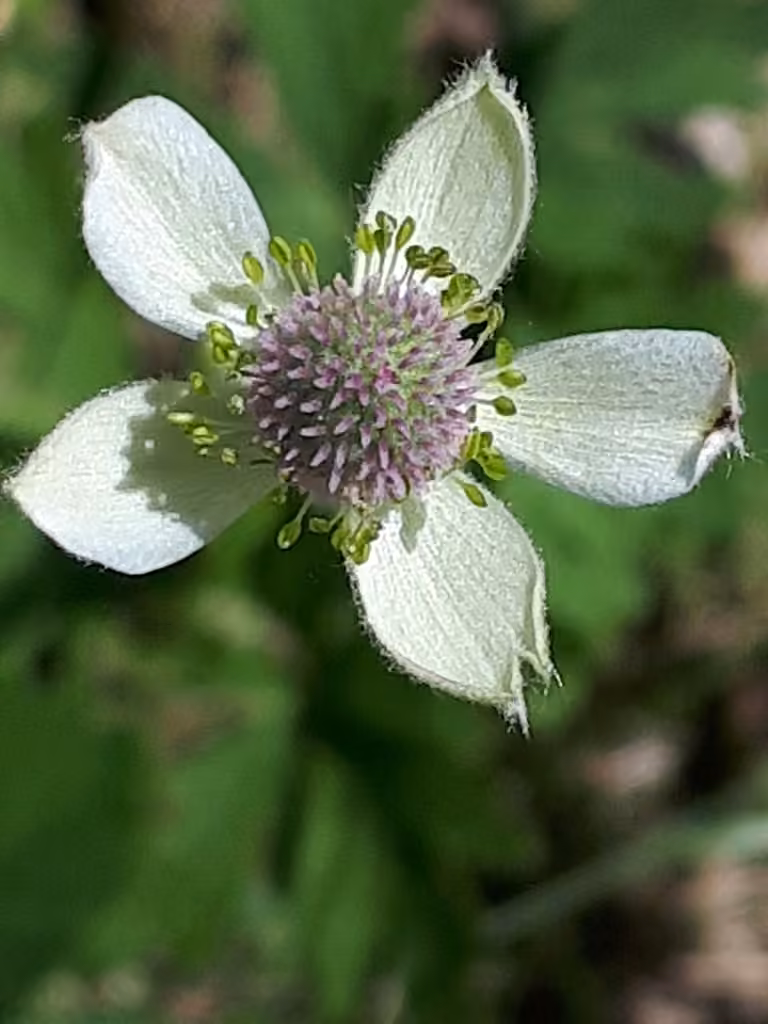 Anémone cylindrique, En fleurs