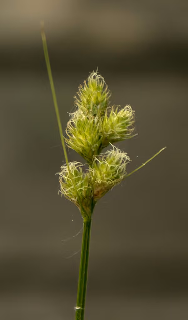 Carex tribuloïde, En fleurs