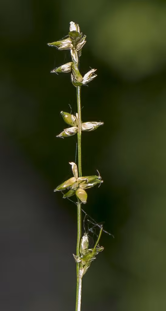 Eastern star sedge, In flower
