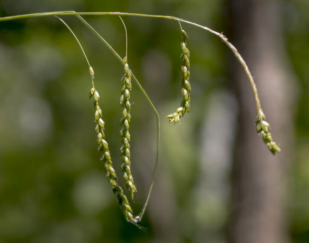 Carex filiforme, photo 1 sur 5