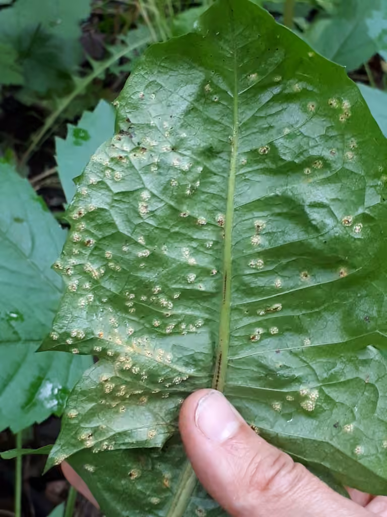 Puccinia dioicae, photo 3 sur 5