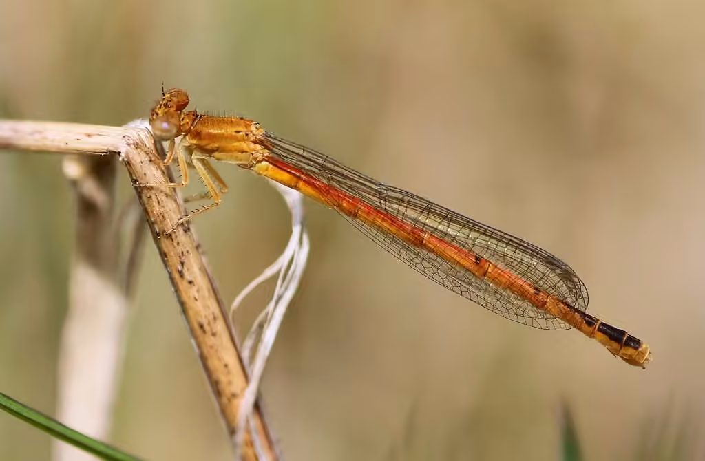 Agrion Rougeâtre de l'Est, photo 1 sur 5