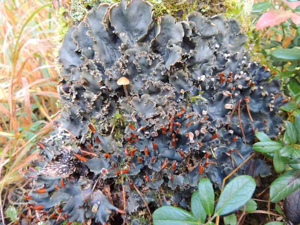 Dog Lichen, photo 1 of 5