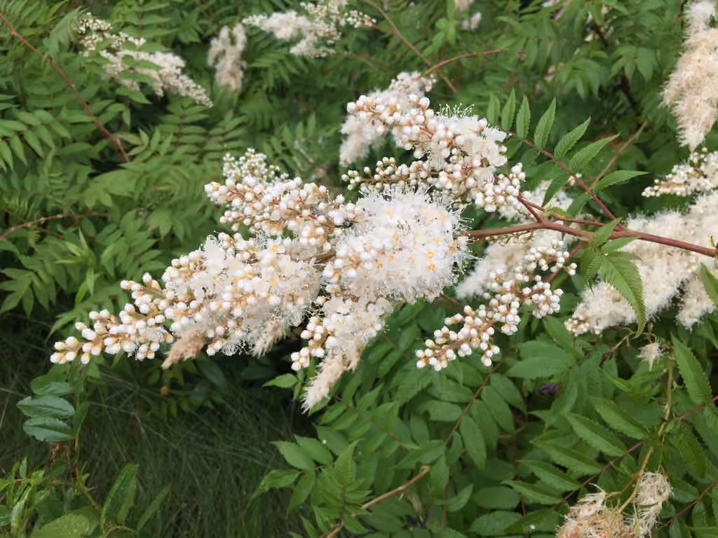 False spiraea, photo 1 of 5