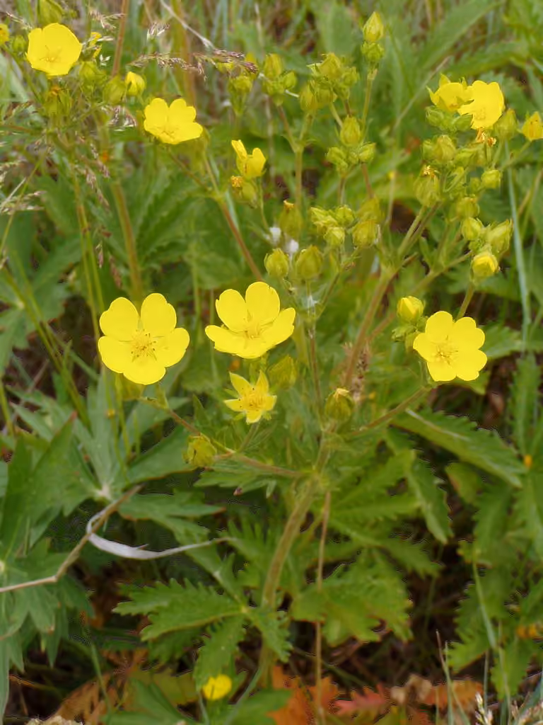Slender cinquefoil, photo 1 of 5