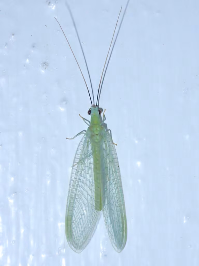 Chrysope à antennes noires, Adulte
