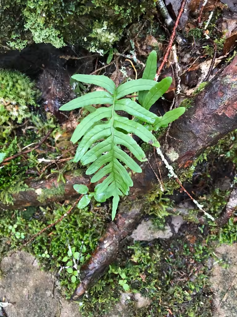Polypode des Appalaches, photo 3 sur 5