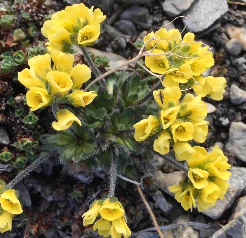 Drave en corymbe, En fleurs