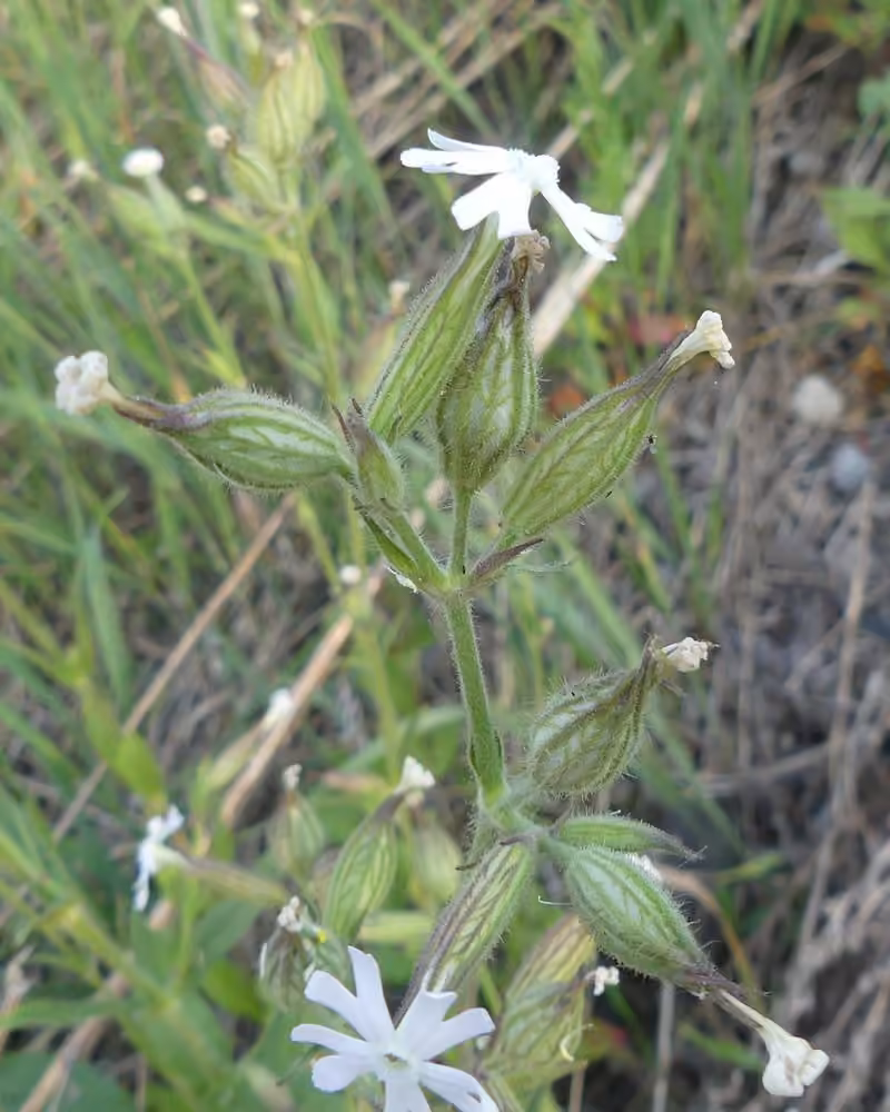 Silène noctiflore, En fleurs