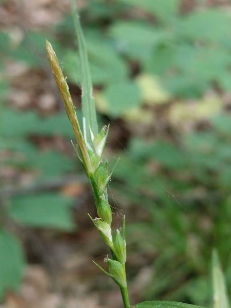 Carex de Hitchcock, photo 3 sur 5
