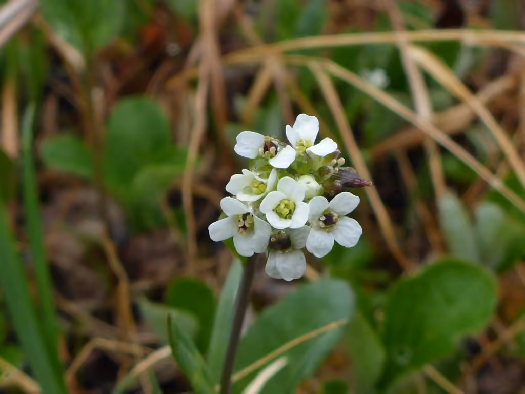 Edwards' mock wallflower, photo 3 of 5