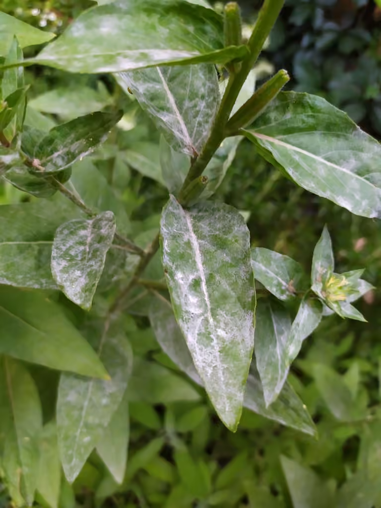 Evening-Primrose Powdery Mildew, photo 1 sur 5