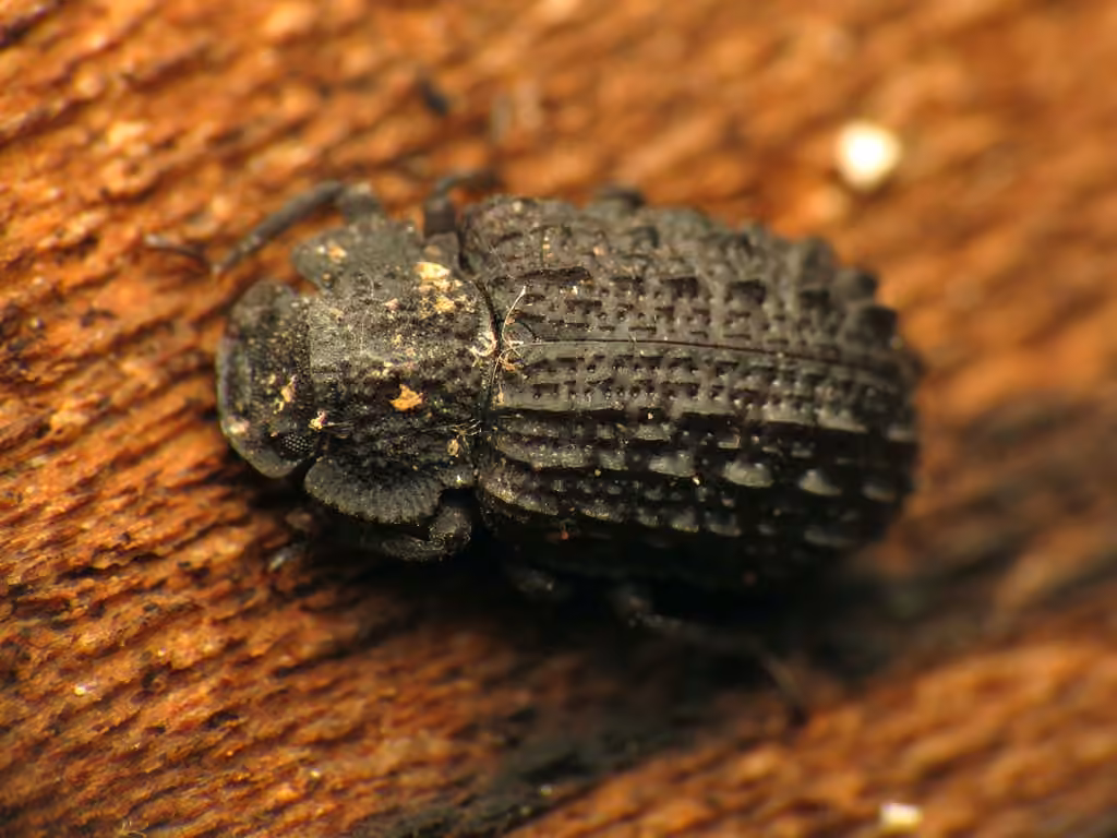 Corticolous Darkling Beetle, photo 3 of 5