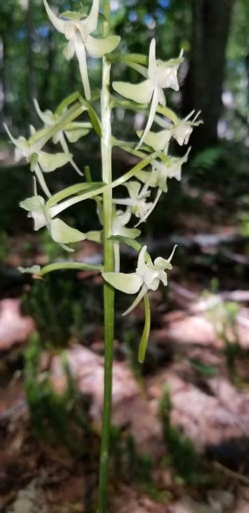 Platanthère à grandes feuilles, En fleurs