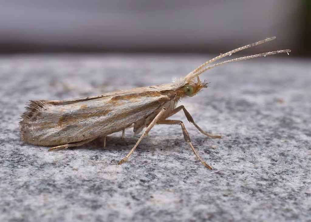 Dame's Rocket Moth, Adulte