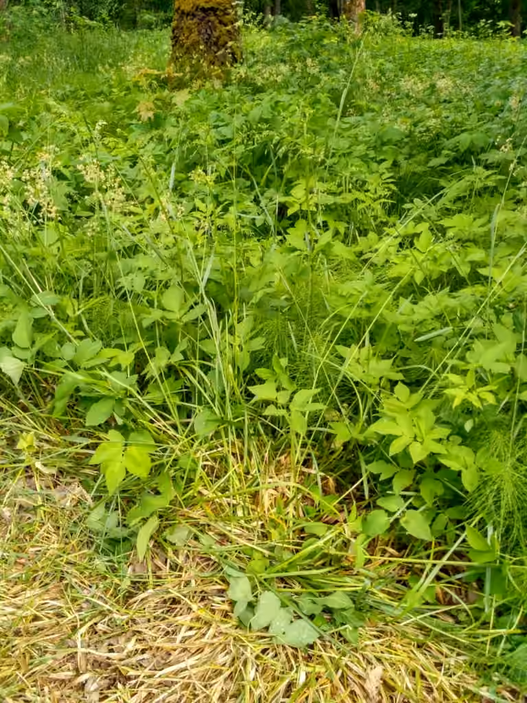 Broad-leaved Meadow-grass, photo 2 of 3