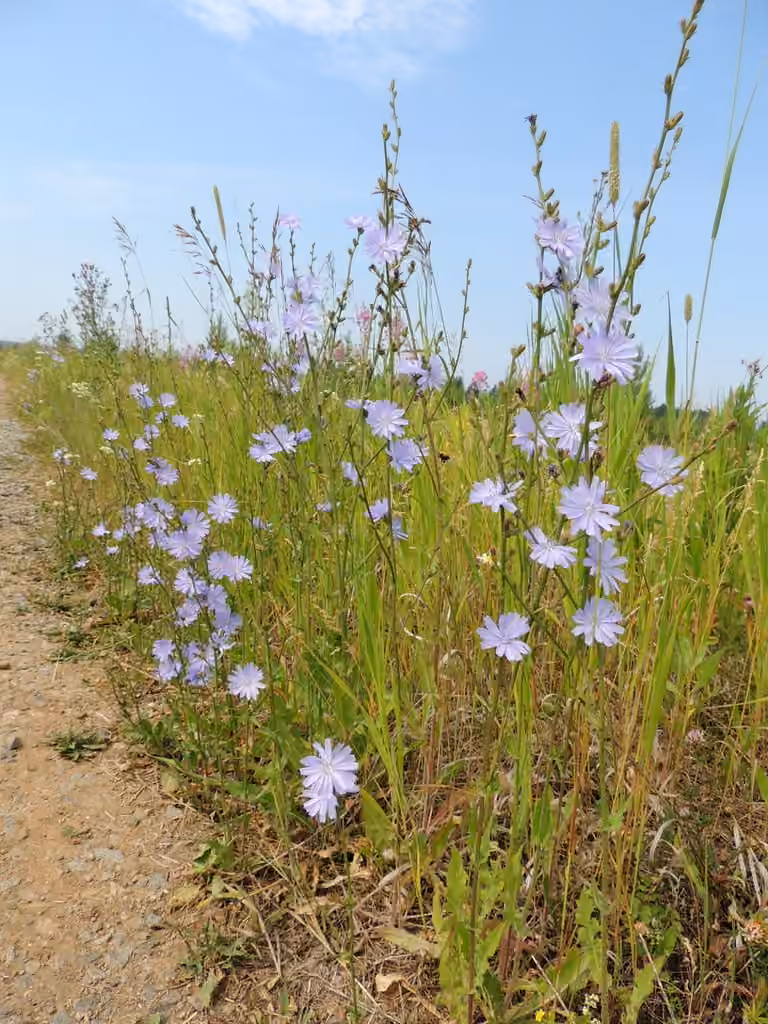 Chicorée sauvage, En fleurs