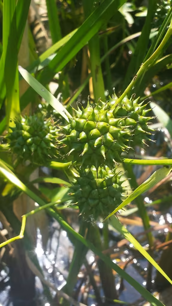 Giant burreed, In fruit
