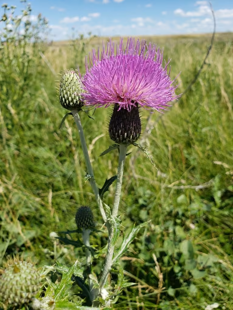 Flodman's thistle, photo 1 of 5