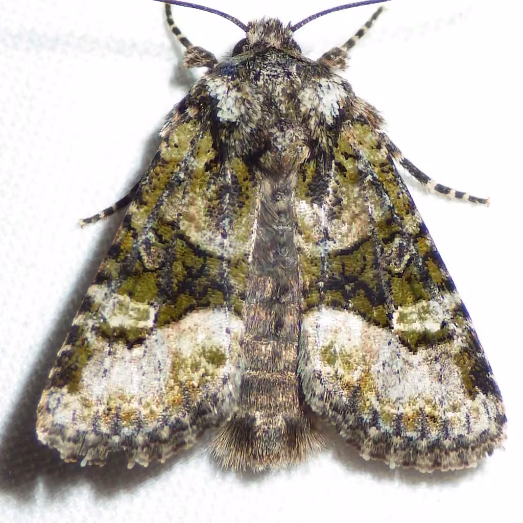 Olive Arches Moth