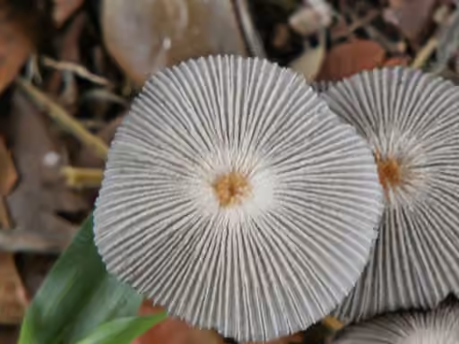 Pleated Inkcap, photo 2 of 5