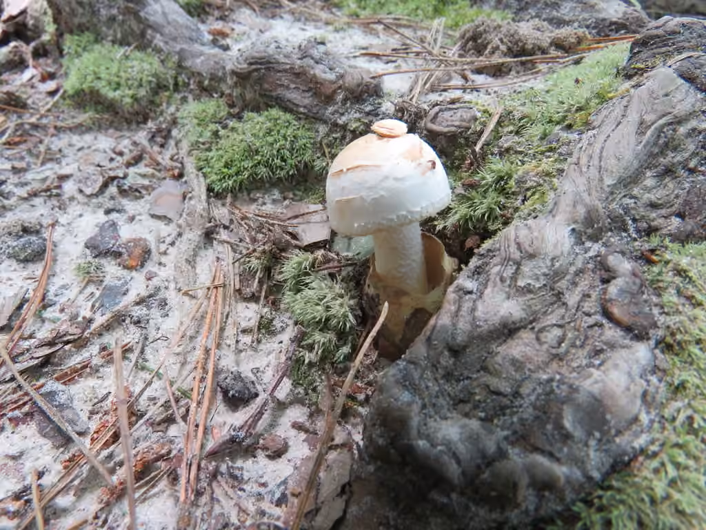 American Amidella, photo 3 of 5